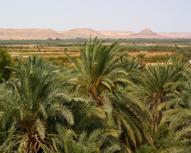 Oasi-di-Bahariya-egitto